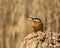 Hungry Nuthatch, Sitta europaea, with peanut in beak perched atop tree stump