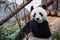 Hungry Panda bear is happy to eat bamboo.