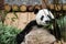 Hungry Panda bear is happy to eat bamboo.