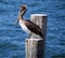 Hungry Pelican Waiting For Dinner