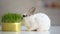 Hungry pet rabbit eating grass plant, nutrition supplement, wildlife nature