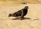 Hungry pigeon walking on beach