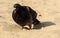 Hungry pigeon walking on beach