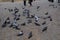 Hungry pigeons feeding  at square