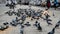 Hungry Pigeons flying and eating food near busy roads, Pigeons in the square of a Delhi city during evening time, Pigeon birds