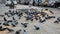 Hungry Pigeons flying and eating food near busy roads, Pigeons in the square of a Delhi city during evening time, Pigeon birds