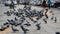 Hungry Pigeons flying and eating food near busy roads, Pigeons in the square of a Delhi city during evening time, Pigeon birds