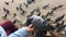 Hungry pigeons sitting on woman`s hand and eating sunflower seeds