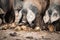 Hungry pigs eating fruits in farmland