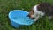 Hungry poor cat catch fishes from blue plastic bowl with water