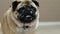 Hungry pug dog with smeared face, licks its lips, begs for food.