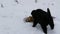 Hungry puppies eat fish heads with an iron round plate. Three cute funny little black and white puppies eat on snow in