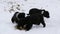 Hungry puppies eat fish heads with an iron round plate. Three cute funny little black and white puppies eat on snow in