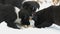 Hungry puppies eat fish heads with an iron round plate. Three cute funny little black and white puppies eat on snow in