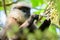 Hungry purple-faced langur monkey eats wild fruits close-up photograph. Endangered specie endemic to Sri Lanka