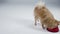 A hungry pygmy Pomeranian spitz runs up to his red plate and begins to eat delicious animal food. Dog in the studio on a