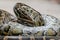 Hungry python eating rat during meal time in mini zoo in Miri.