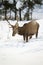 Hungry red deer stag looking for food in deep snow