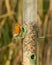 Hungry Robin redbreast  Erithacus rubecula  perched on seed bird feeder with blurred natural background