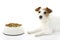 HUNGRY AND SAD JACK RUSSELL DOG EATING FOOD IN A BOWL ISOLATED