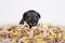 Hungry schnauzer puppy dog behind a big mound of food. Dog food biscuit bones.