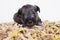 Hungry schnauzer puppy dog behind a big mound of food. Dog food biscuit bones.