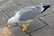 hungry seagull with long yellow beak and webbed legs while eatin