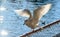 Hungry seagull waiting for food in a harbor