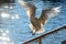 Hungry seagull waiting for food in a harbor