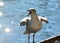 Hungry seagull waiting for food in a harbor