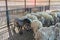 Hungry sheep behind the cage in sheep farm.