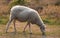 A hungry sheep walks and eats grass on a green blooming field on a farm. Furry Sheep grazing in an ecologically