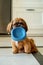 Hungry Shih Tzu puppy holding an empty bowl.