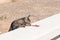 Hungry and shy feral stray tabby cat finding and sniffing cat food left for him on the fence in Cyprus