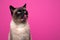 hungry siamese cat licking lips looking up on pink or magenta background