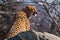 A hungry spotted cheetah sits in ambush with his fangs dripping saliva, he wants to eat