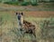 Hungry Spotted Hyena on the prowl - Lower Zambesi NP Zambia