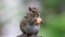 Hungry Squirrel Eating Biscuit. Squirrel Eating Video