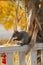 A hungry squirrel eating the corn from a decorative corn stalk.