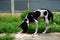 Hungry stray dog is eating some giving rice food