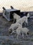 hungry stray dogs knocking over the litter box, while the big dogs feed on the garbage