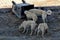 hungry stray dogs knocking over the litter box, while the big dogs feed on the garbage