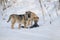 Hungry stray dogs tearing a crow caught in the winter