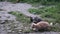 Hungry stray kitten eats bread