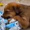 A hungry street dog puppy begging for food. Homeless mongrel puppy dog waiting for a new owner