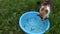 Hungry tabby cat catch and eat fish from blue plastic bowl