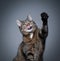 hungry tabby cat raising paw licking lips on gray background