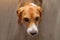 Hungry thoroughbred doggy Beagle stands in front of the owner waiting for food