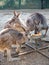 Hungry Three young kangaroos eating some vegetable from the tray in a zoo.