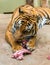 Hungry tiger is eating meat